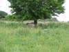 Sheep at Avebury