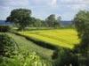 canola2.jpg