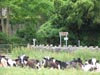 holycows.jpg