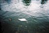 swanwithheadunderwater.jpg