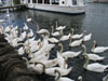 hoardsofswansonthames.jpg