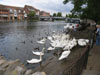 swansonthamesatwindsor.jpg