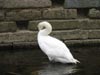 swan.jpg