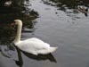 theswanagain.jpg