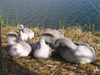 cygnets1.jpg