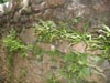 ferns.jpg