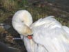 mummyswan.jpg