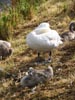mummyswanandcygnet.jpg