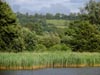 reedsatwetlandsite.jpg