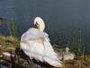 swanandcygnet.jpg