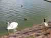 swanonchewvalleylake.jpg