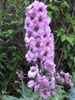anotherdelphinium.jpg