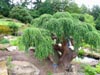 anotherwierdtree.jpg