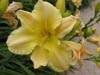 asiaticlily.jpg