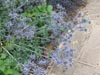 blueflowers.jpg