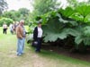 dadbessandabigleaf.jpg