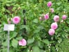 dahliaswisleygardens.jpg