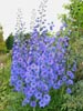 delphiniums.jpg