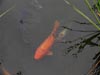 fishinpond.jpg
