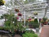 hangingbaskets.jpg