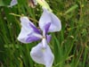 iris.jpg