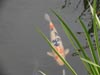koipond.jpg