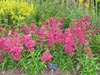 penstemon.jpg