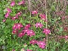 pinkclematis.jpg