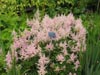 samelightpinkfeatheryflowers.jpg
