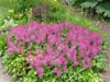 samepinkfeatheryflowers.jpg
