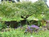 treeandpurpleflowers.jpg