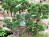 treeandwaterfall.jpg