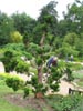 treewisleygardens.jpg