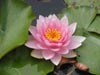 waterlilywisleygardens.jpg