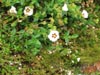 whiteflower.jpg