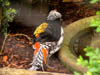 anotherbird.jpg