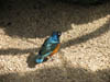 birdinaviary.jpg