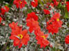 closeupofdahlias.jpg
