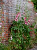 hollyhocks.jpg