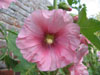 pinkhollyhock.jpg