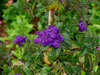 purpleflowers.jpg