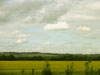 rapeseedfield2.jpg