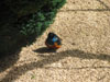 samebird.jpg