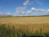 summerwheatnearstreatly.jpg