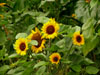 sunflowerswaddesdon.jpg