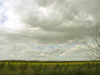 viewofrapefield.jpg