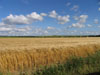 wheatfieldl0596.jpg