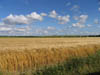 wheatfieldnearstreatly.jpg