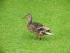 duck.jpg