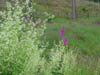 fellflowers1.jpg